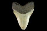 Fossil Megalodon Tooth - North Carolina #124465-2